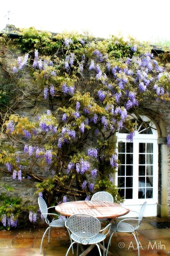 Hipping Hall Hotel wisteria