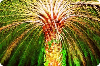 palm tree at Sugar Ridge Antigua
