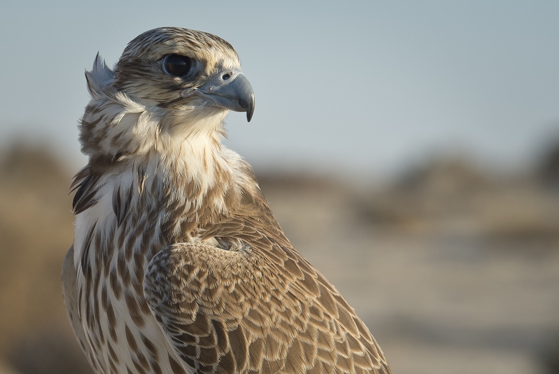 Falconry in Doha Qatar Destination Delicious